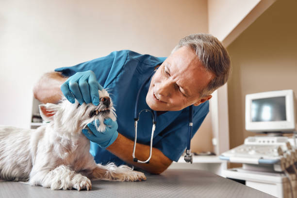  Spencerville, OH Emergency Dentist Pros
